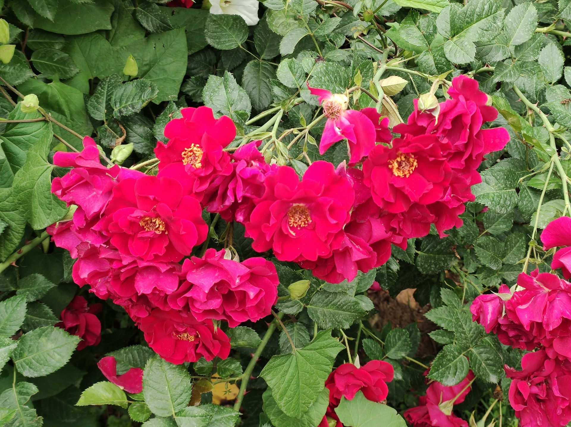 نمونه عکس دوربین اصلی می ۱۱ لایت شیائومی در روشنایی روز - گل‌های سرخ