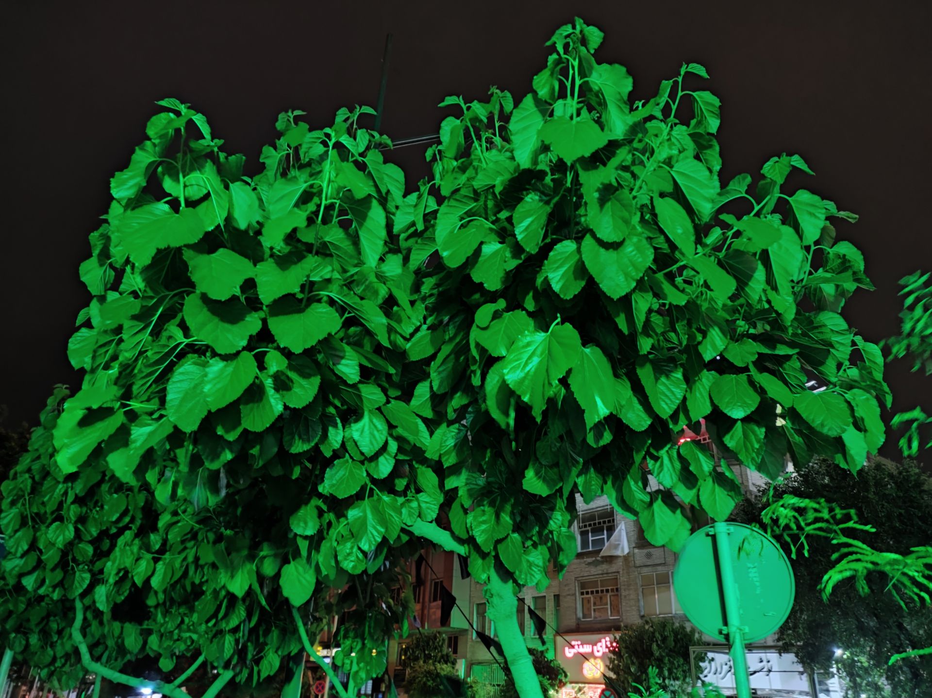نمونه عکس دوربین اصلی می ۱۱ لایت در محیط تاریک - برگ های درختی در خیابان گلبرگ