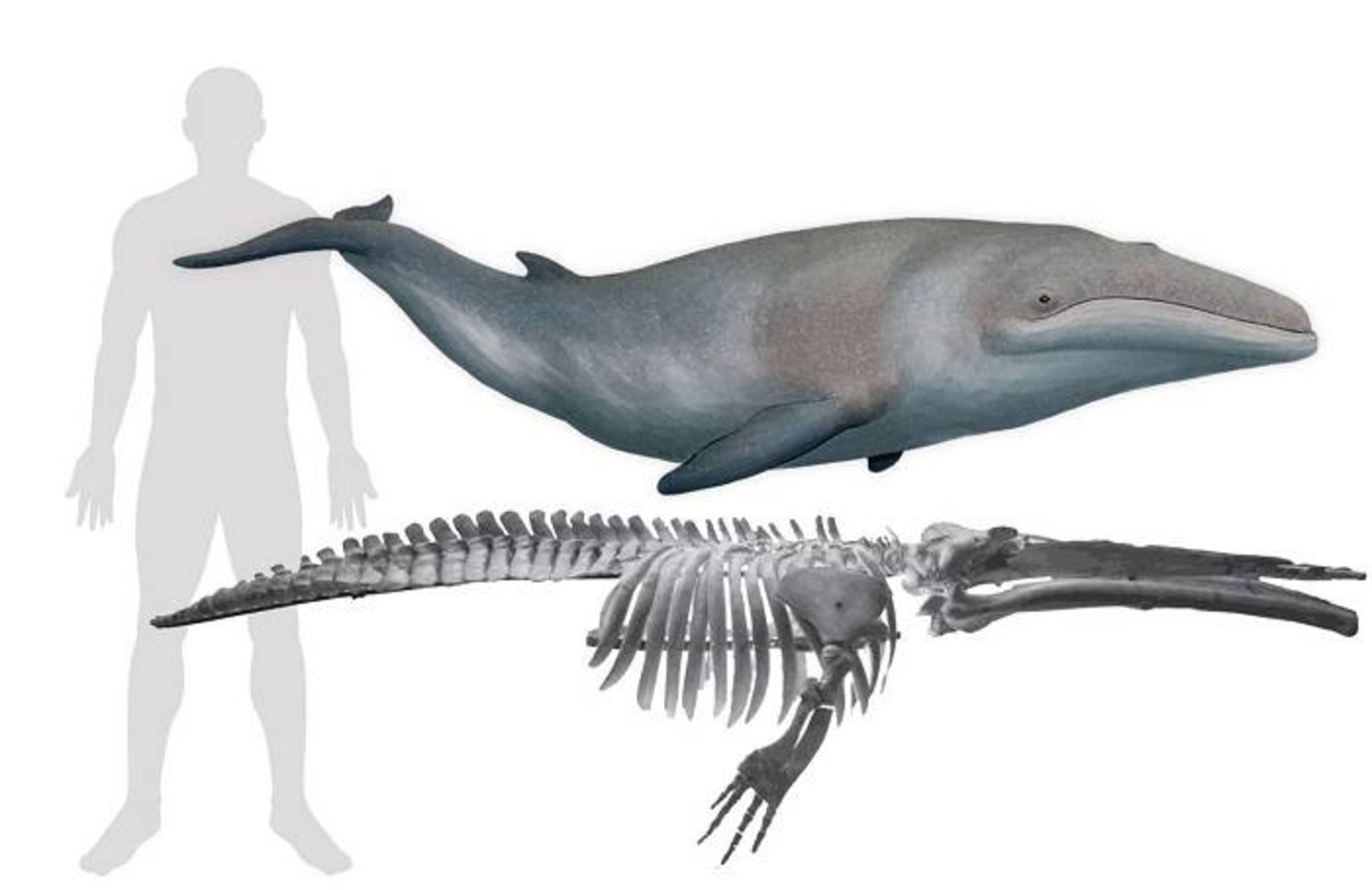 نهنگ Cetotherium riabinini