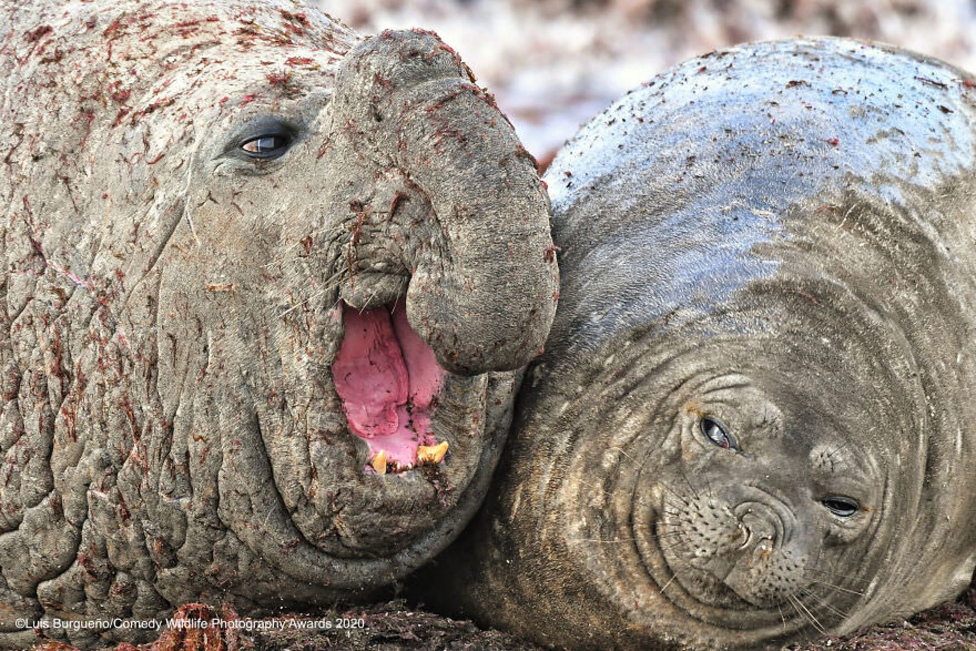  لوئیس بورگوئنوبرندگان / مسابقه عکاسی کمدی حیات‌وحش ۲۰۲۰
