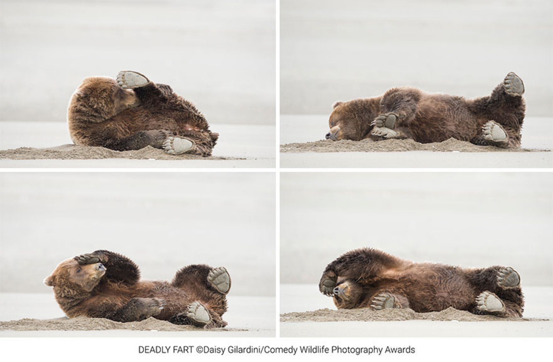 دیزی گیلاردینی /برندگان مسابقه عکاسی کمدی حیات‌وحش ۲۰۲۰