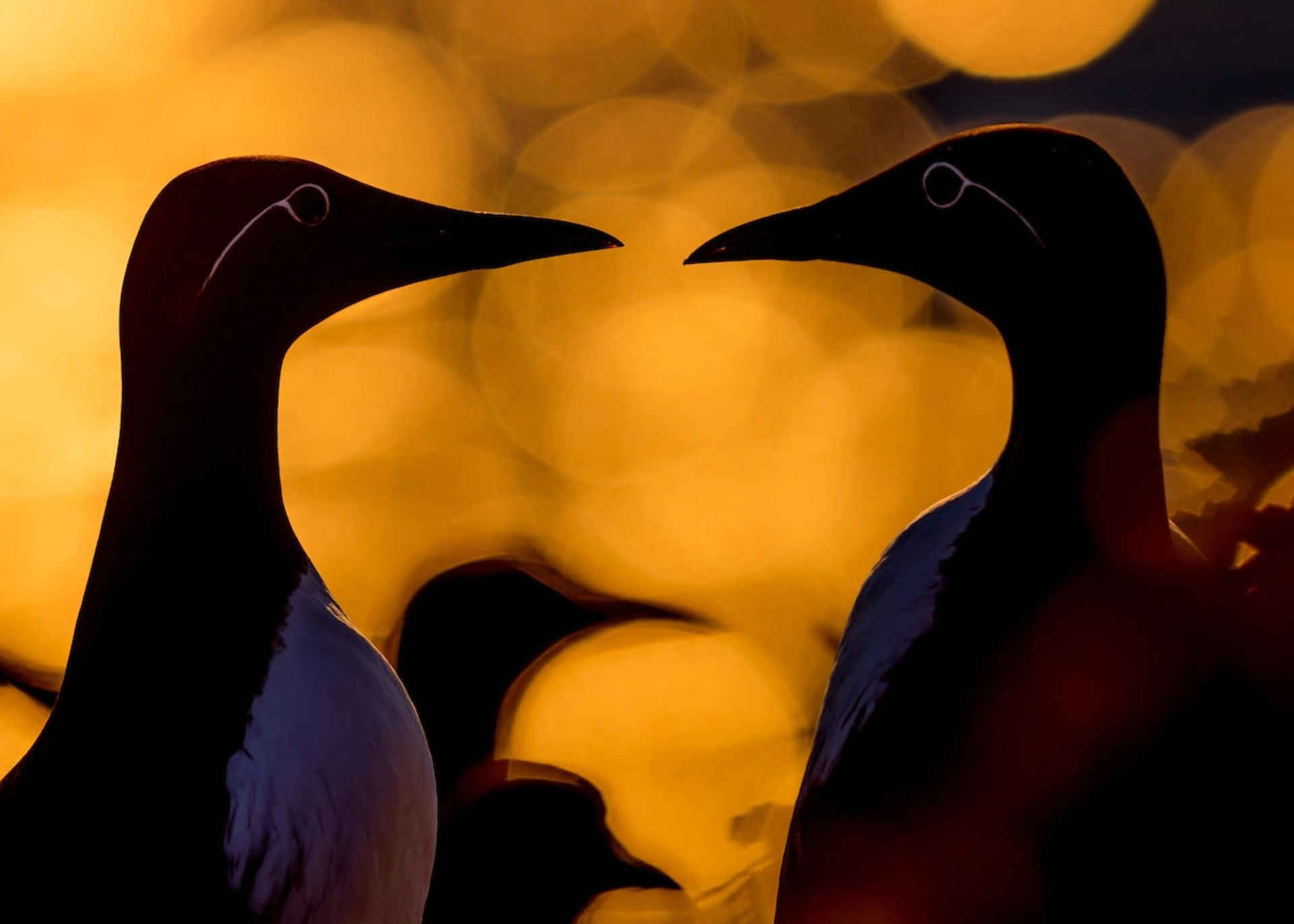  جاذبه‌ی پرندگان / جنس توس/ عکاس سال WildArt دسته‌بندی چشم‌ها