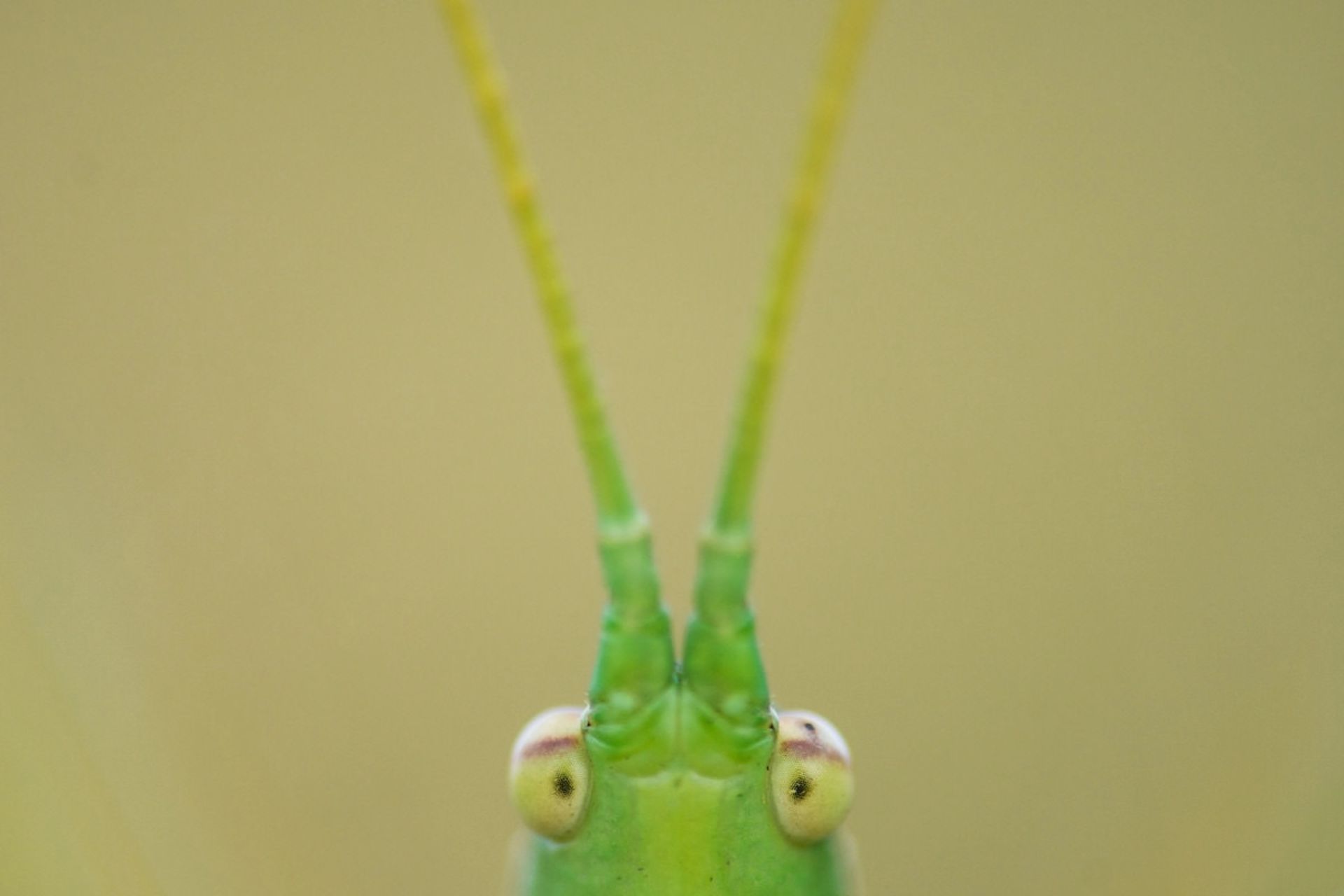  آنتن‌ها / تاماس کنچ-بیستریک/ عکاس سال WildArt دسته‌بندی چشم‌ها