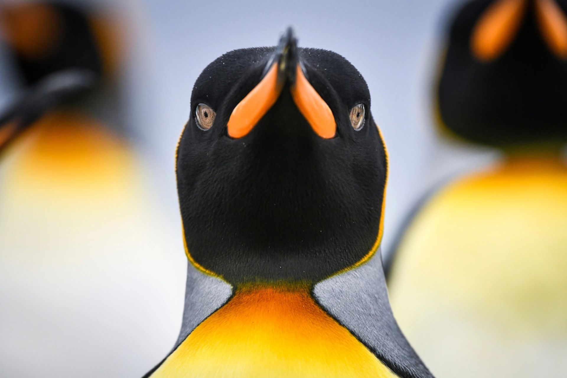  مورگان مونرات/ عکاس سال WildArt دسته‌بندی چشم‌ها