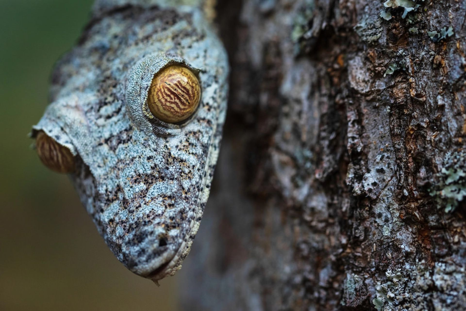  چشم‌های گشوده / آلن پوآرو/ عکاس سال WildArt دسته‌بندی چشم‌ها