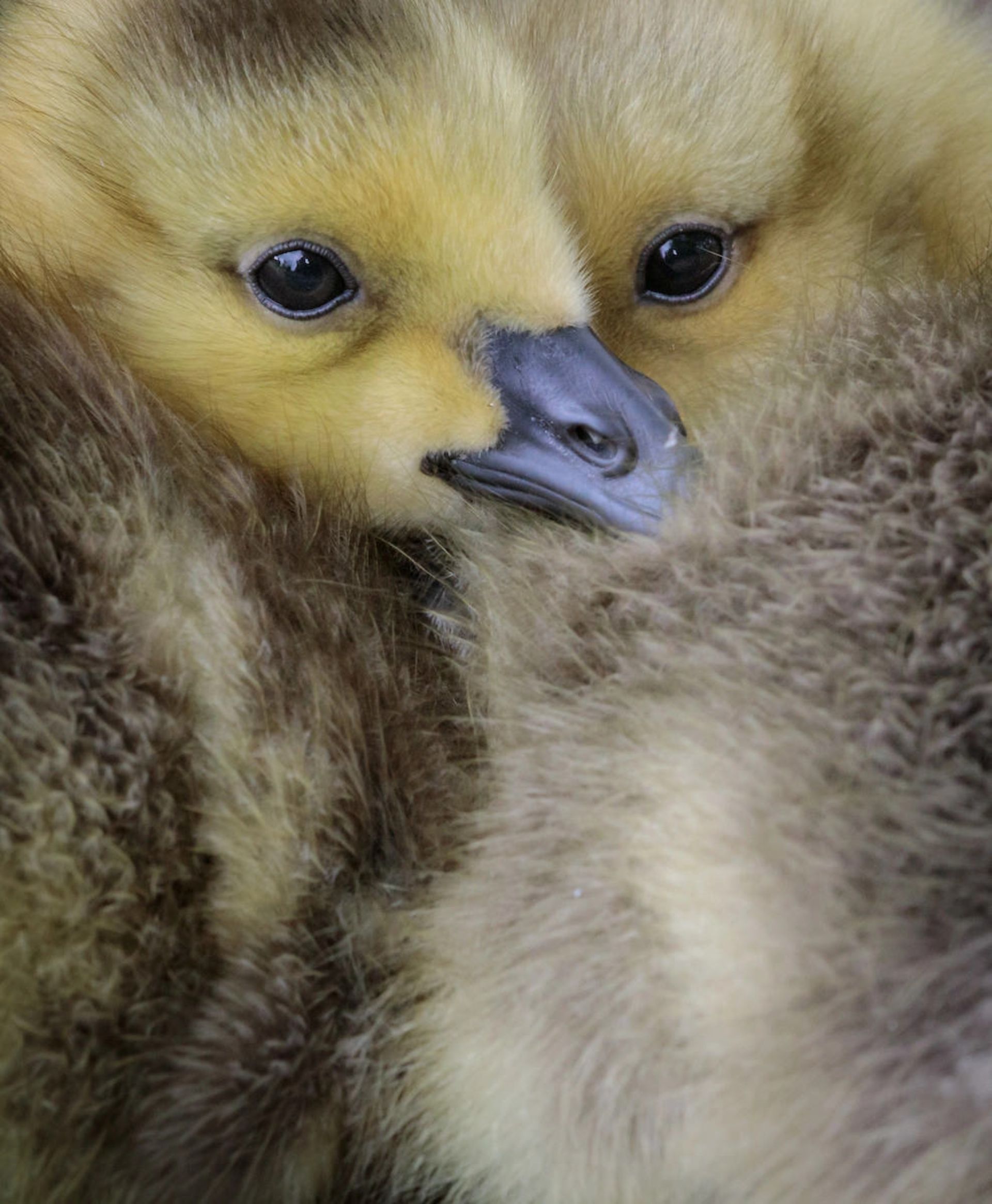   جرمی رابینز/ عکاس سال WildArt دسته‌بندی چشم‌ها