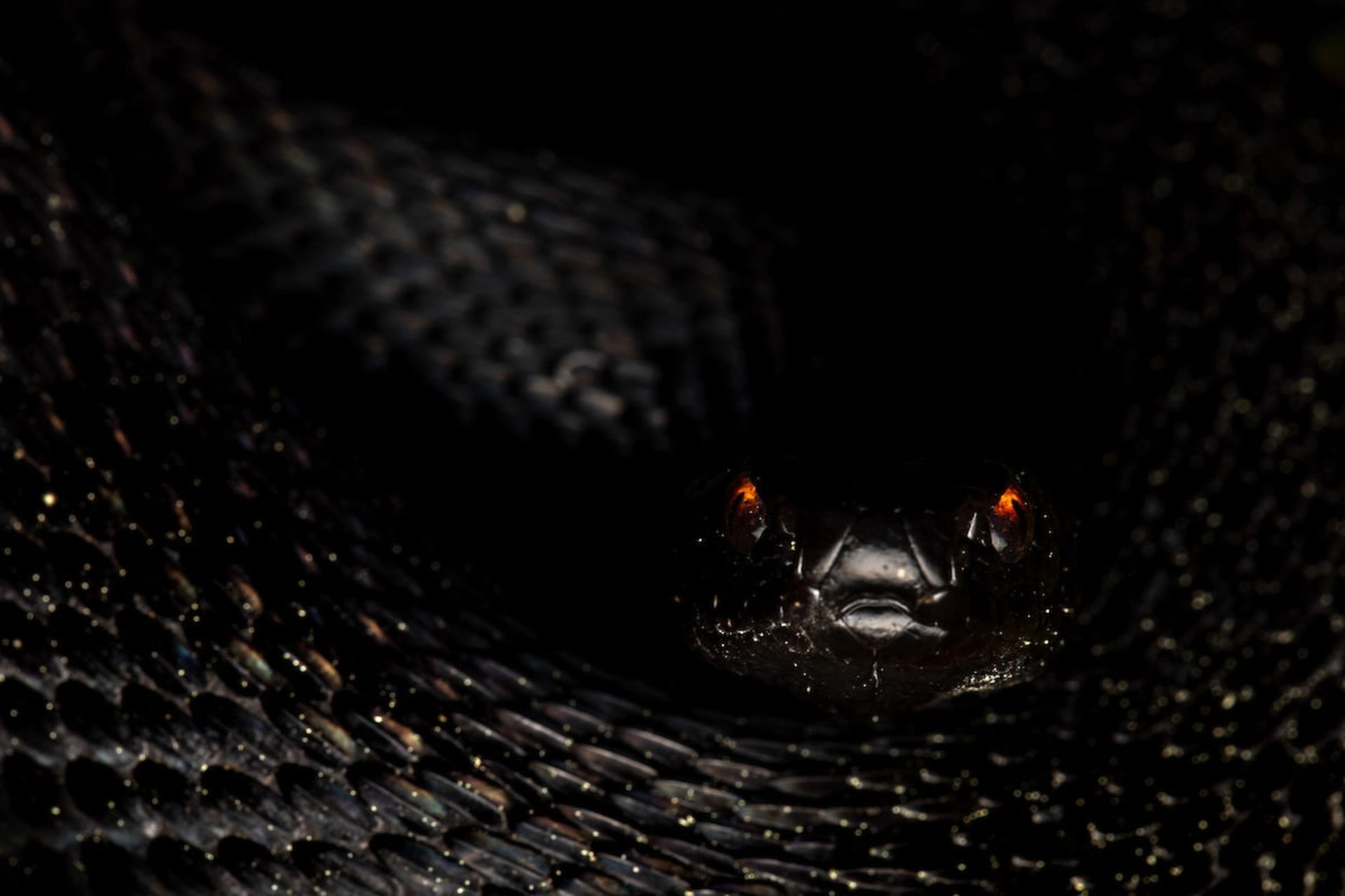  چشم‌های آتشین/ برنارد شوبرت/ عکاس سال WildArt دسته‌بندی چشم‌ها