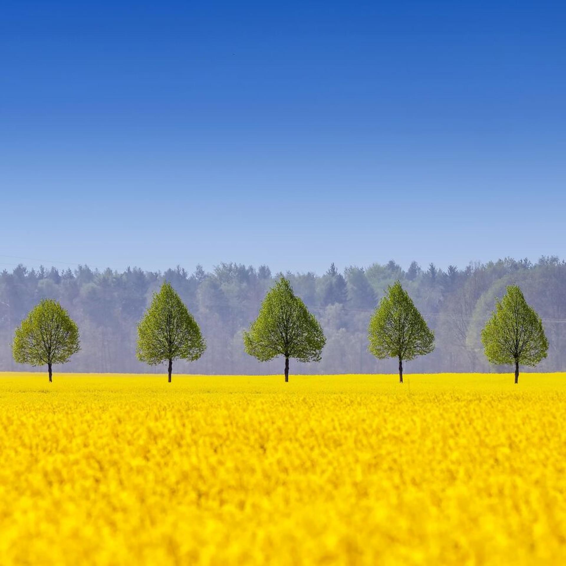 مسابقات عکاسی پاریس Px3 2020