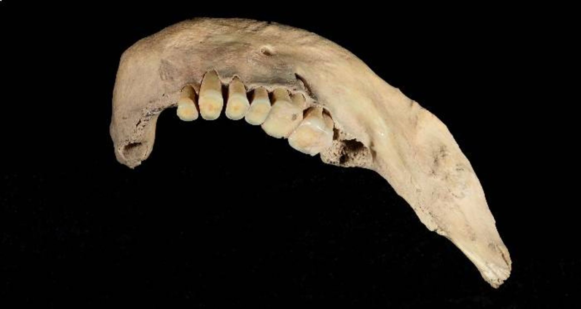 استخوان فک مرد تیانویان