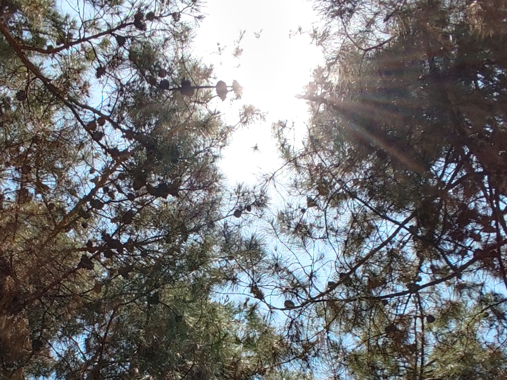 برش ۱۰۰ درصد عکس دوربین اولتراواید پوکو F3