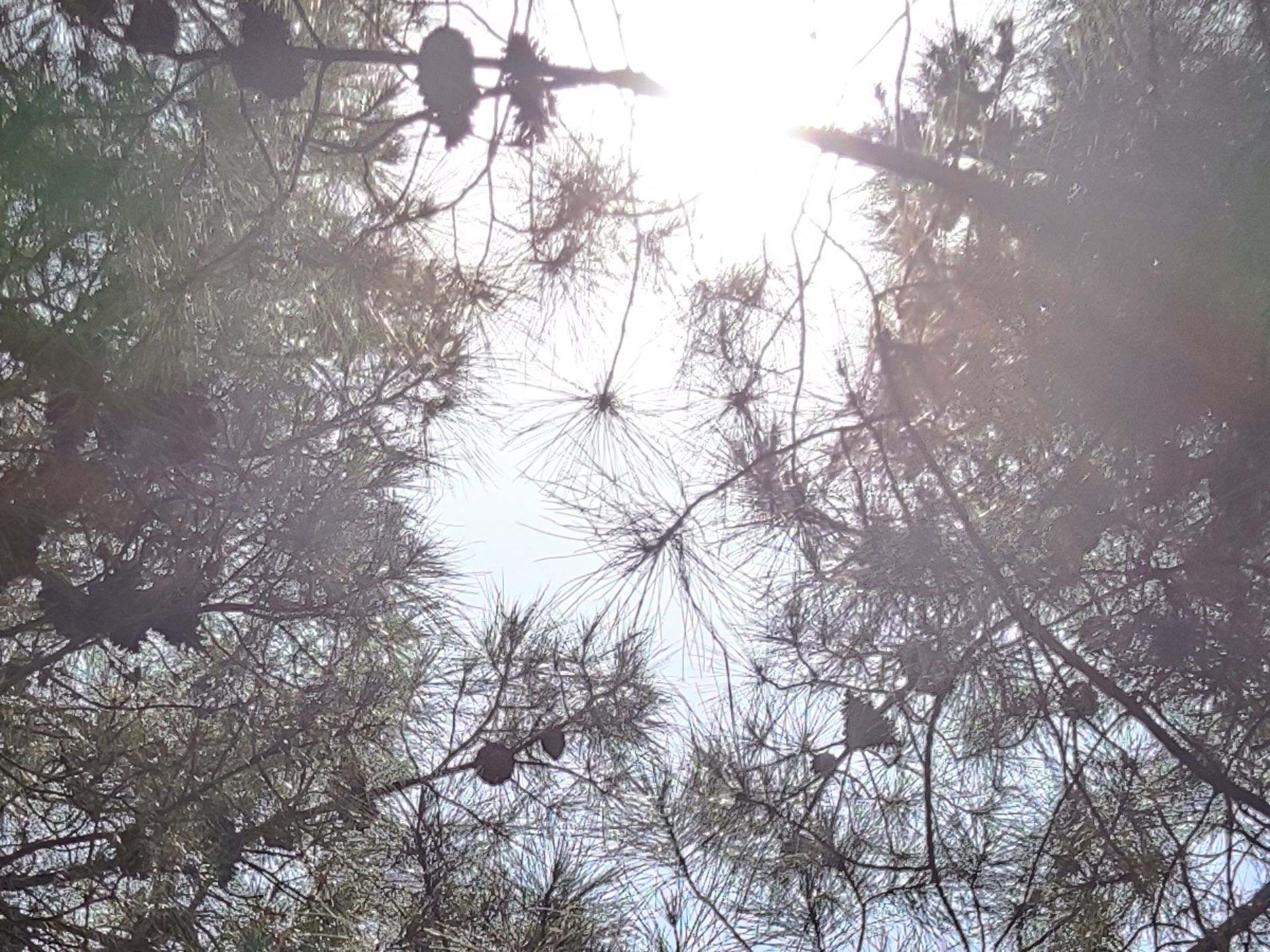 برش ۱۰۰ درصد عکس دوربین واید پوکو F3