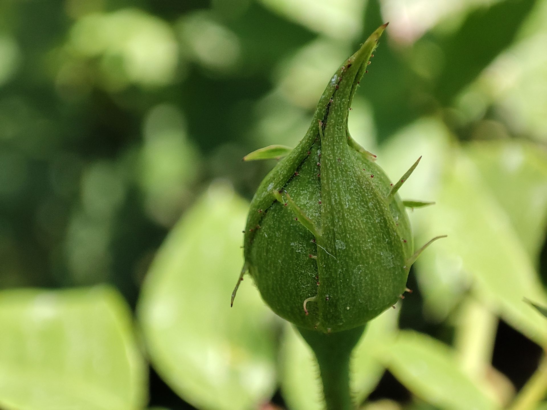 عکس ماکرو پوکو F3 - نمونه دوم