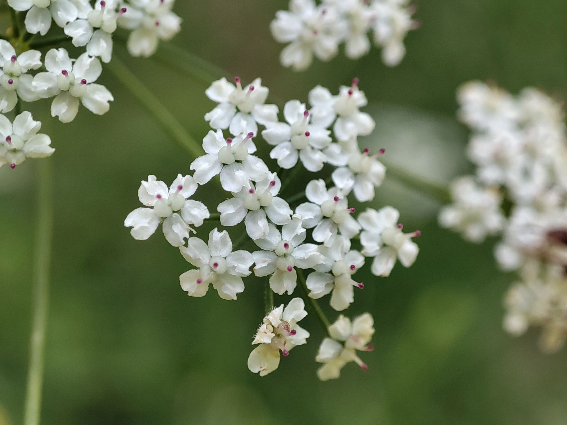 عکس ماکرو پوکو F3 - نمونه اول