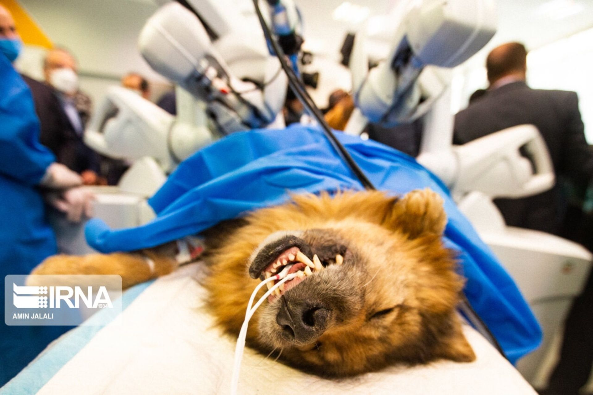سگ بیهوش در اتاق عمل جراحی رباتیک از راه دور در ایران