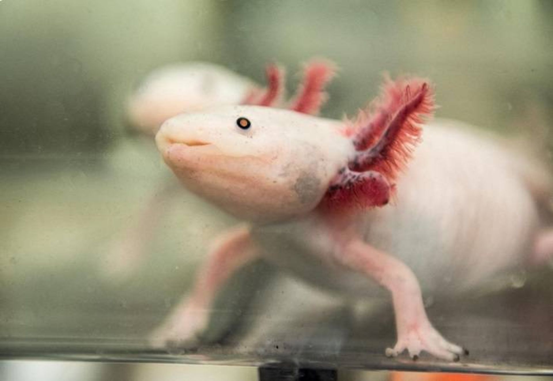 اکسولوتل یا سمندر مکزیکی / Axolotl