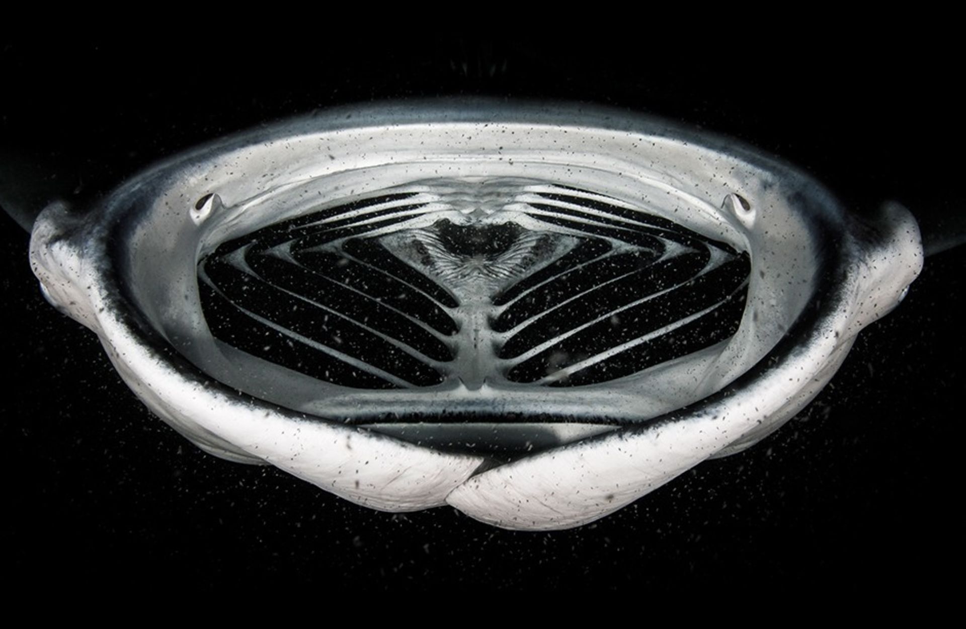 سفره ماهی دیو /  گرنت توماس / برندگان مسابقه عکاس Nature TTL 