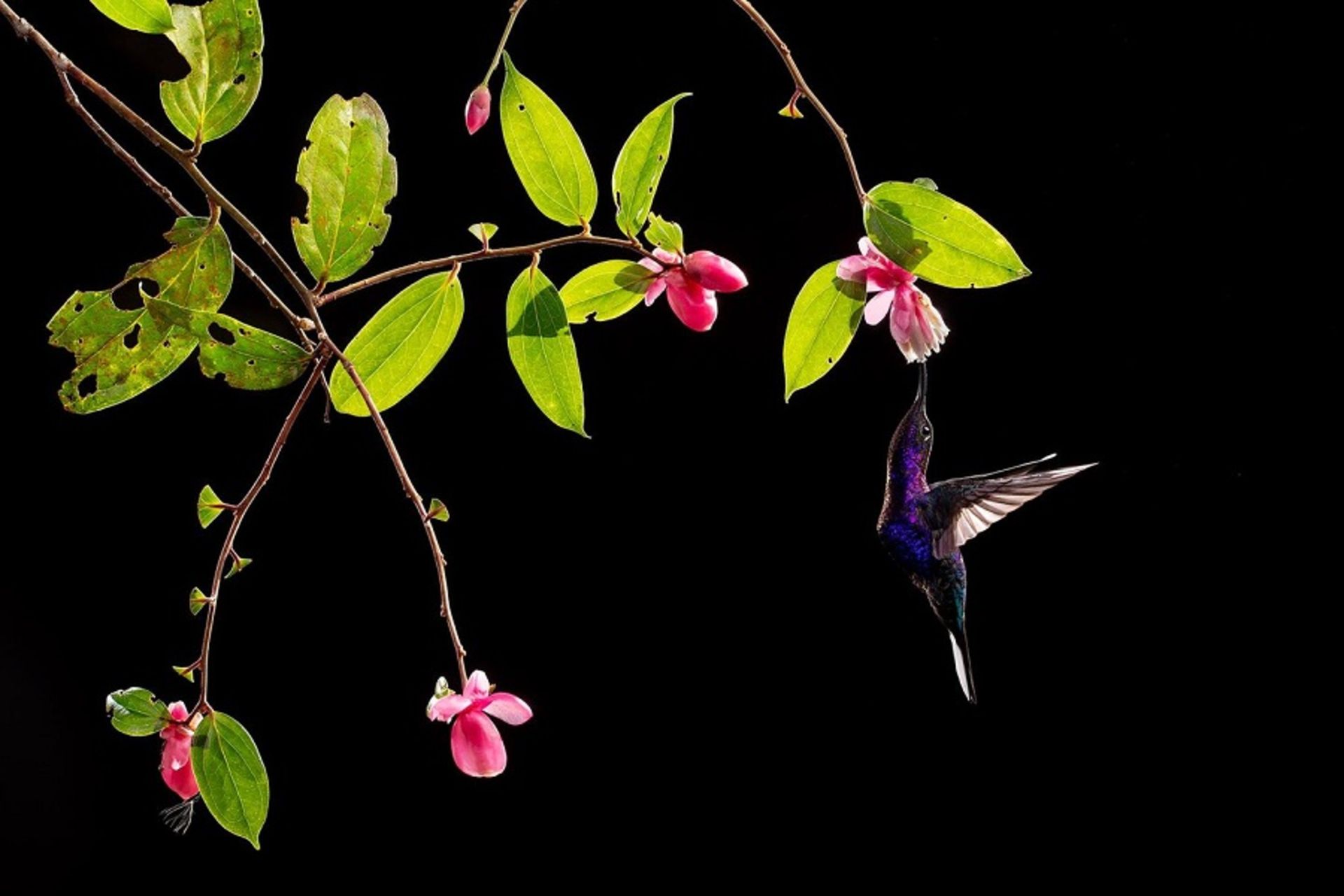 نکات عکاسی از طبیعت / فلش