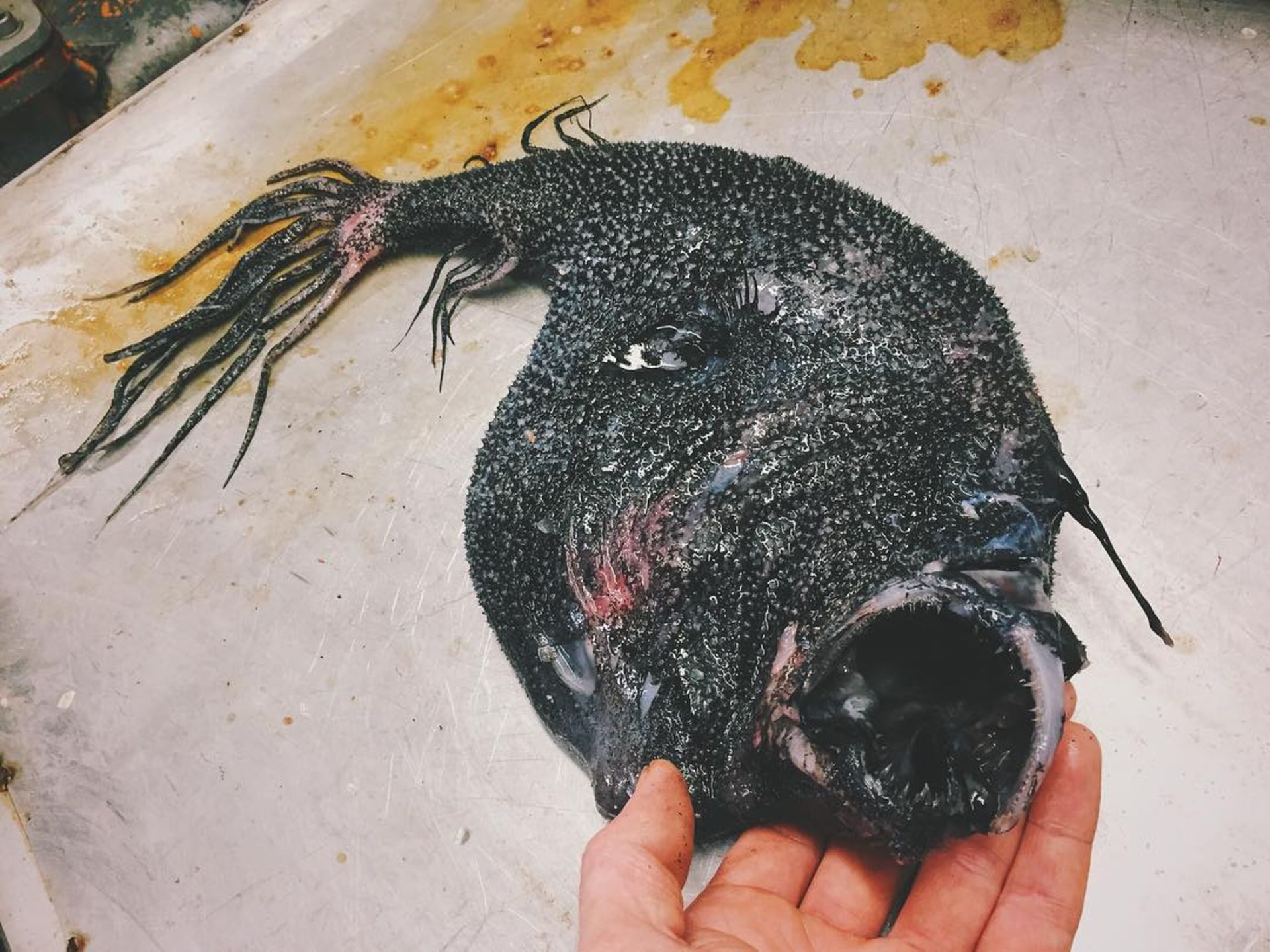 تصاویر ترسناک از موجودات اعماق دریا