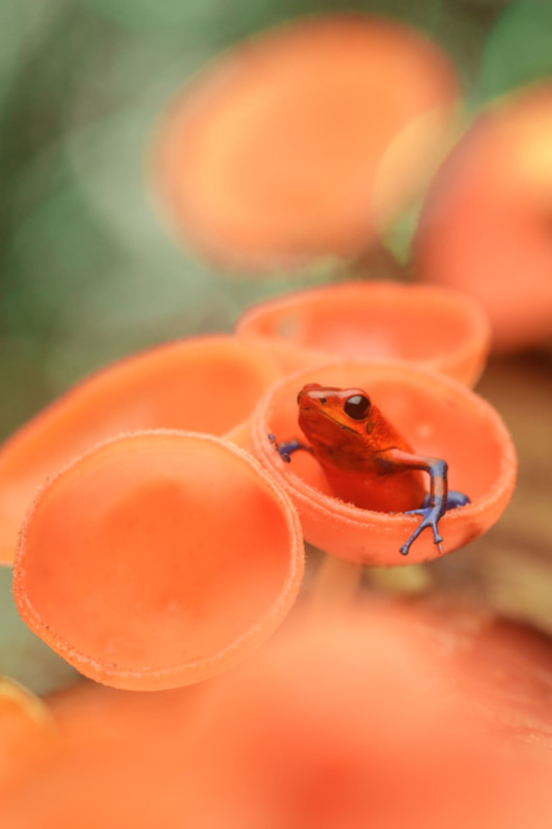 عکاسی از طبیعت