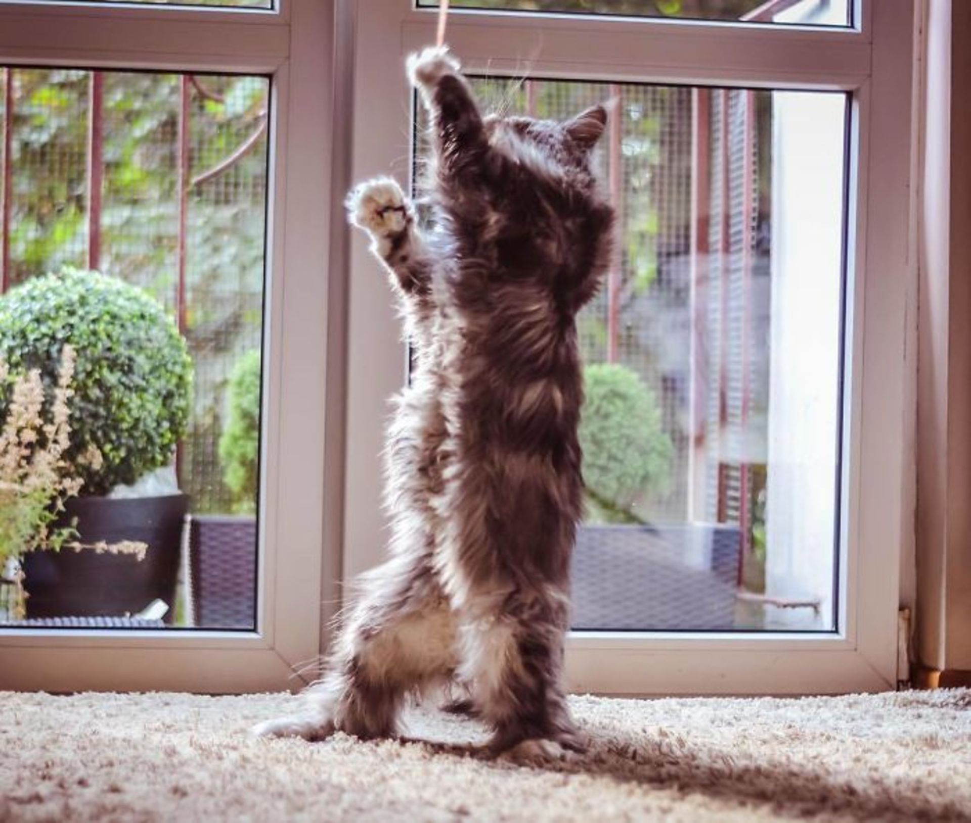 رقص گربه / زبان بدن گربه‌ها