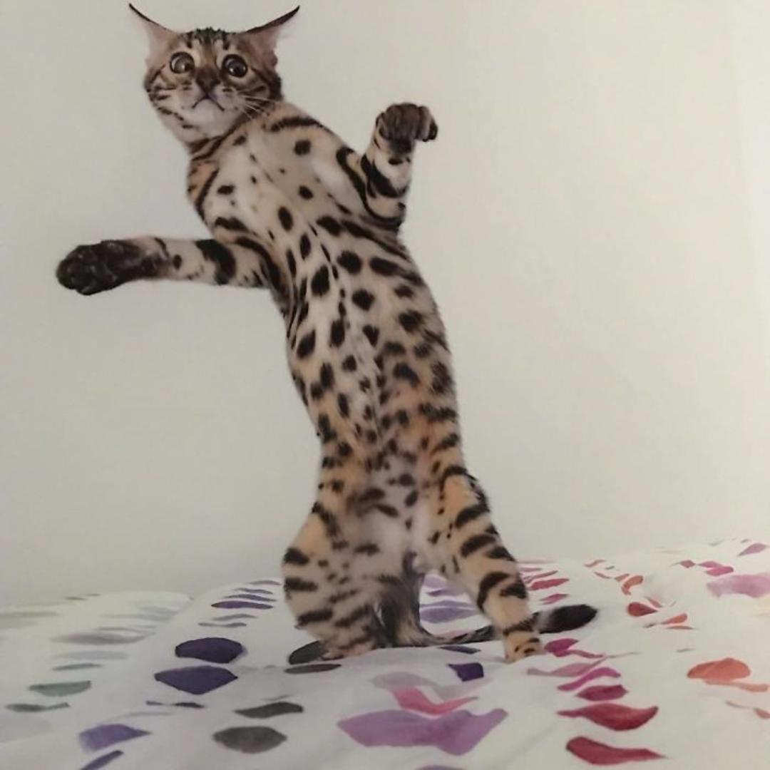 رقص گربه / زبان بدن گربه‌ها