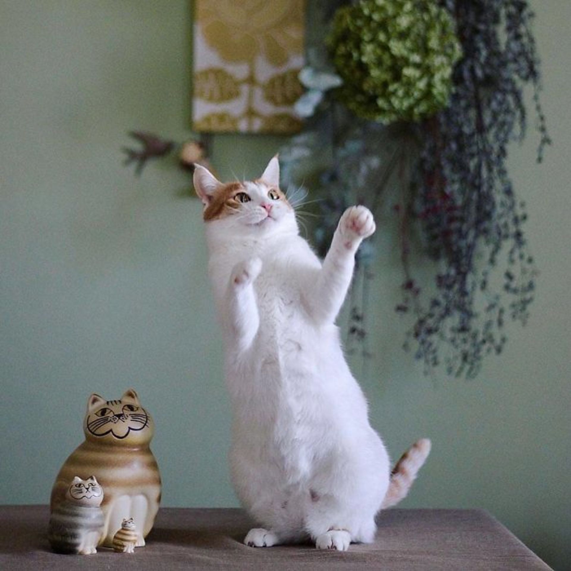 رقص گربه / زبان بدن گربه‌ها