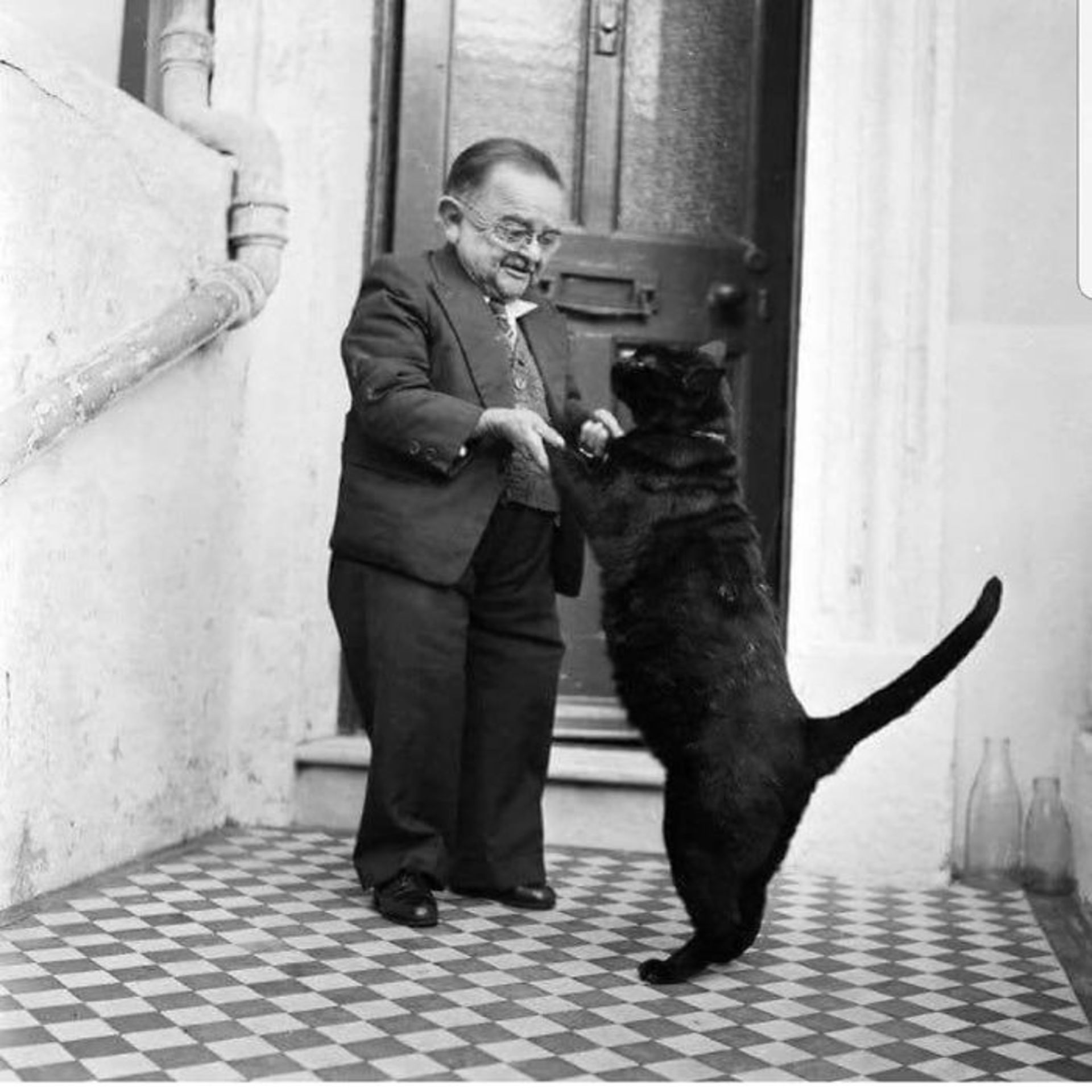 رقص گربه / زبان بدن گربه‌ها