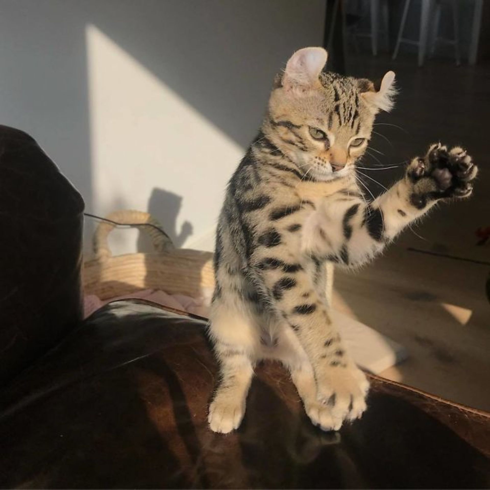 رقص گربه / زبان بدن گربه‌ها