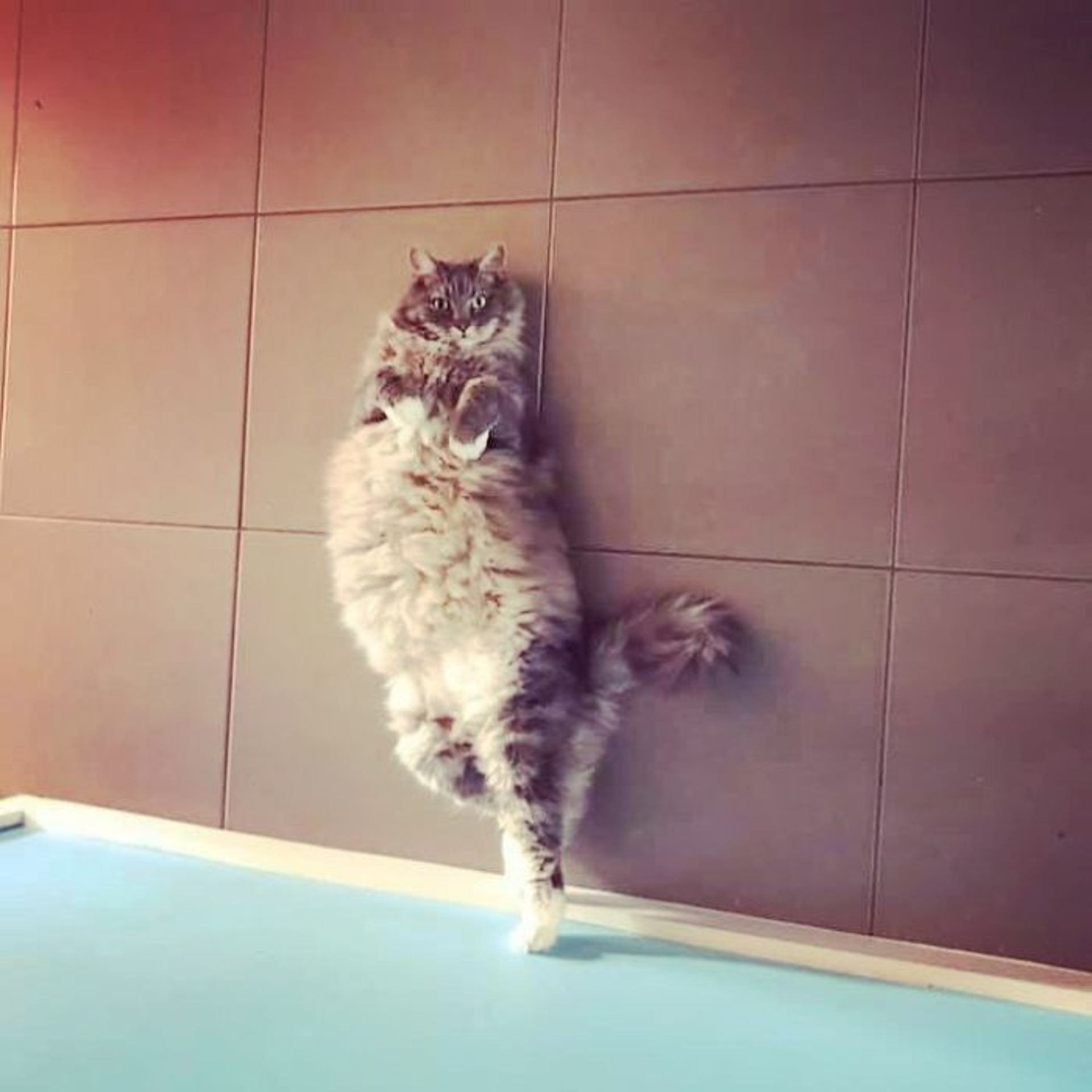 رقص گربه / زبان بدن گربه‌ها