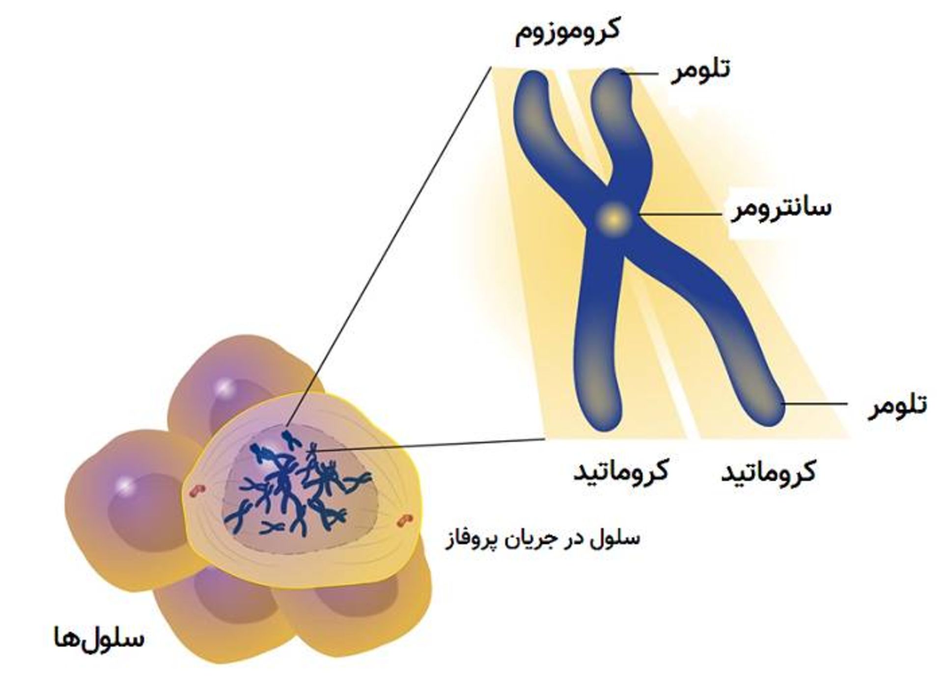 ساختار کروموزوم