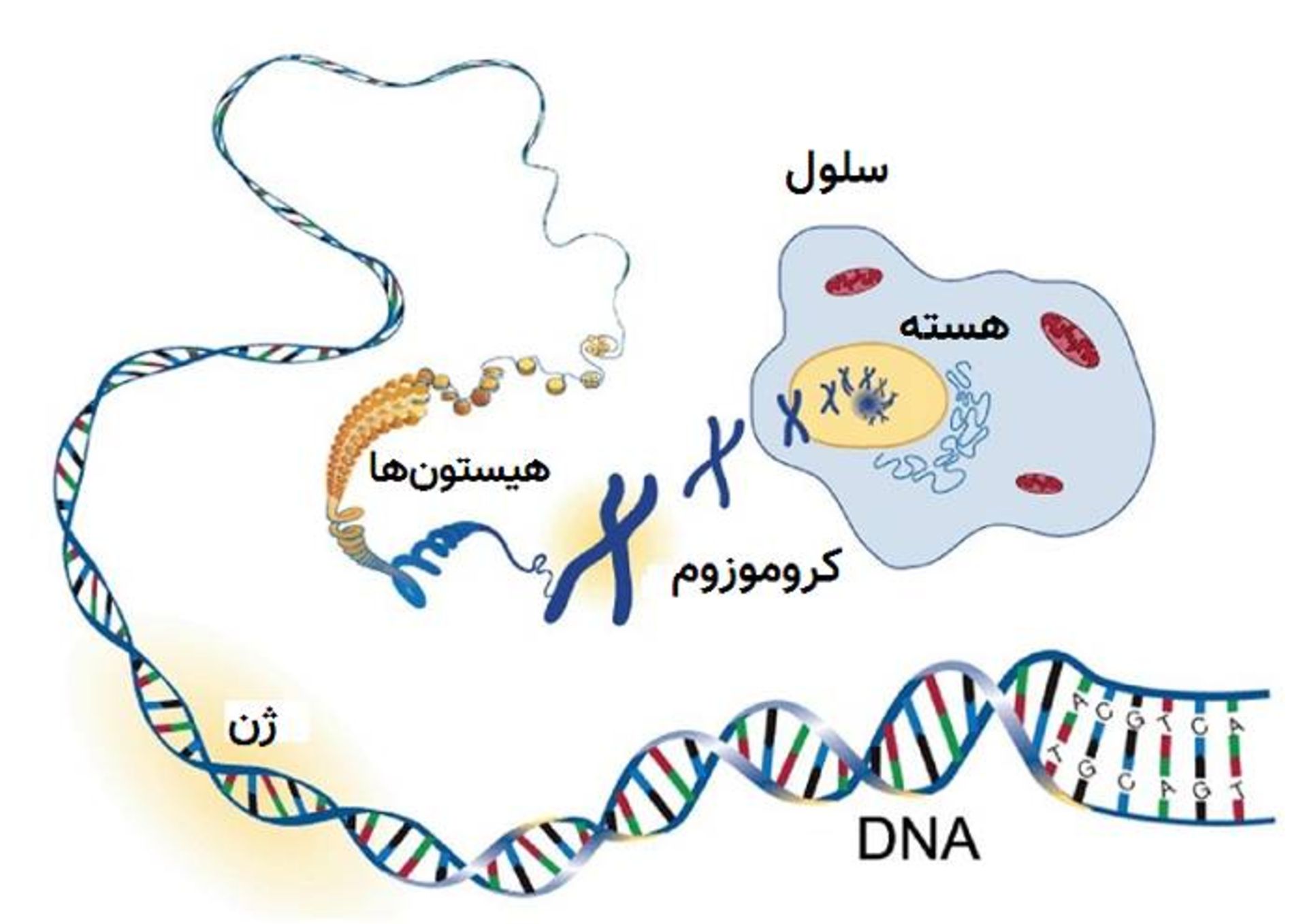 کروموزوم DNA و ژن