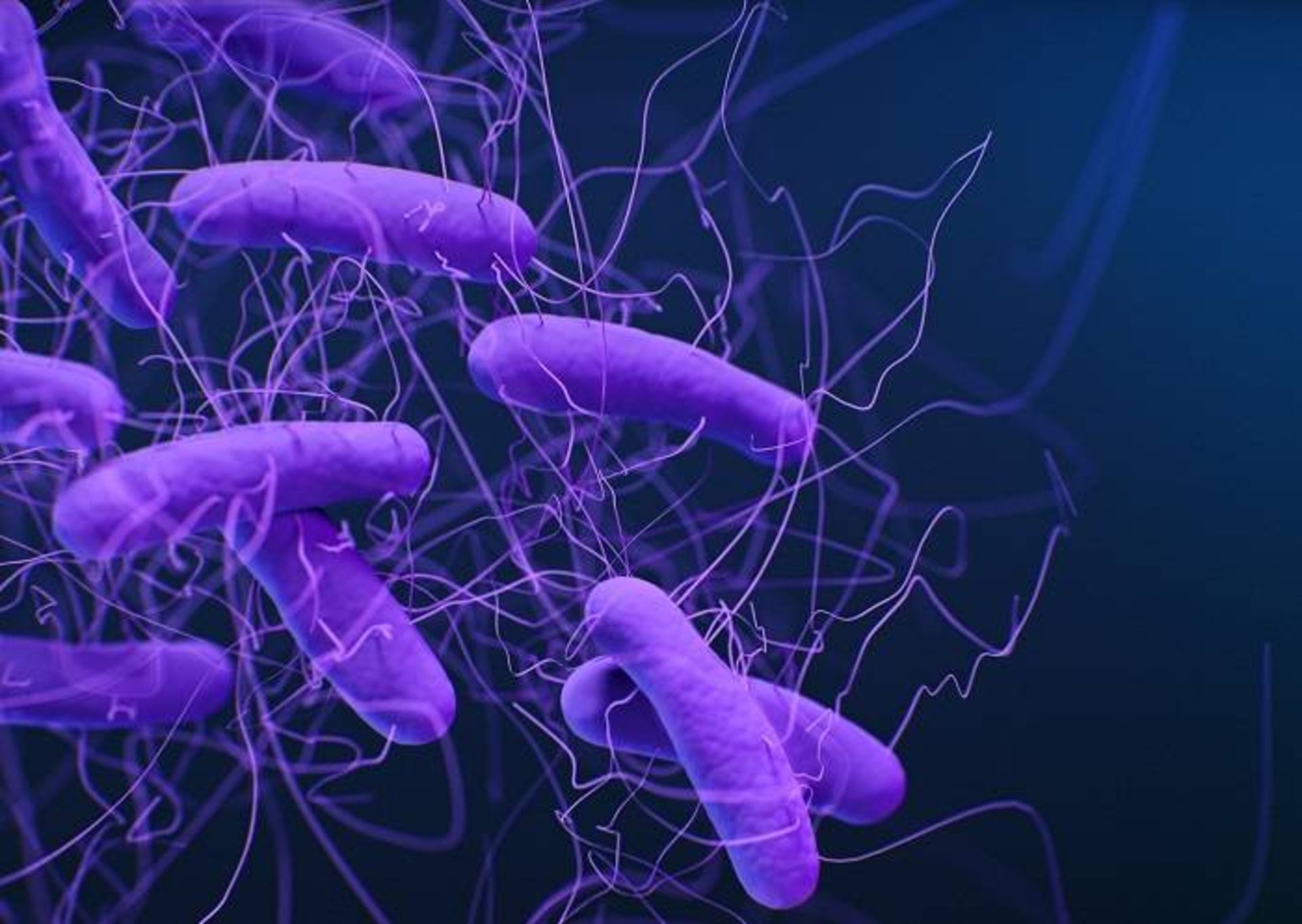 باکتری کلستریدیوم دیفیسل