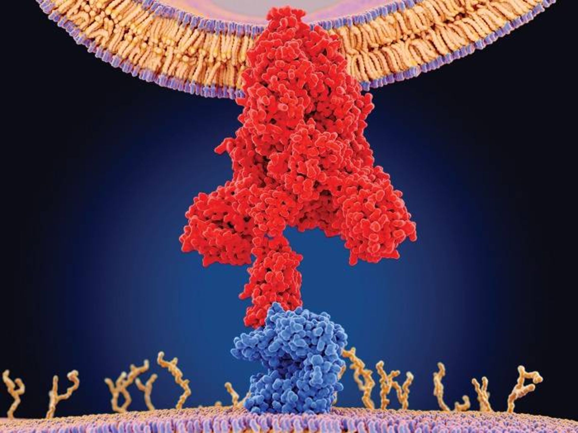 پروتئین اسپایک ویروس کرونا 
