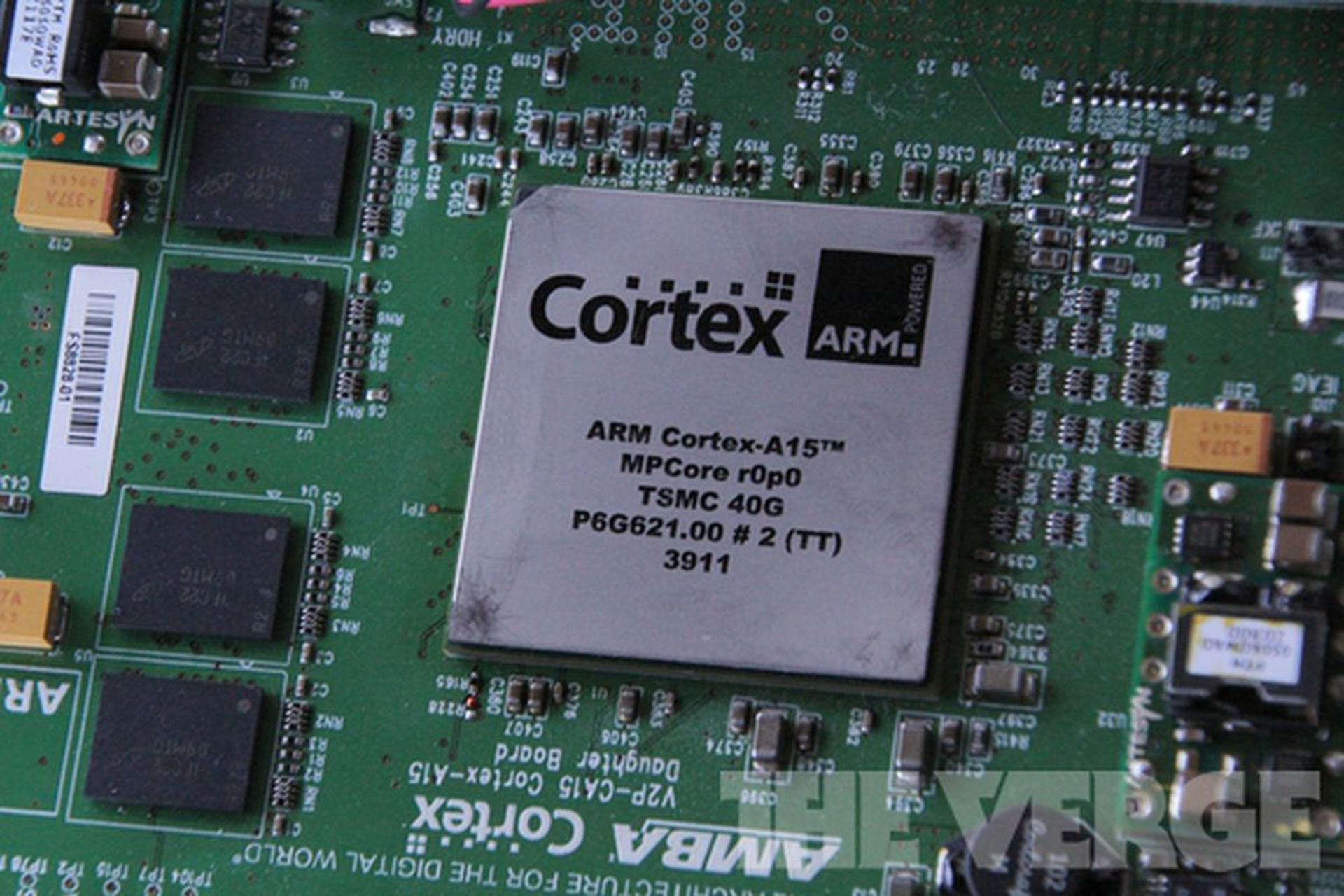 cortex