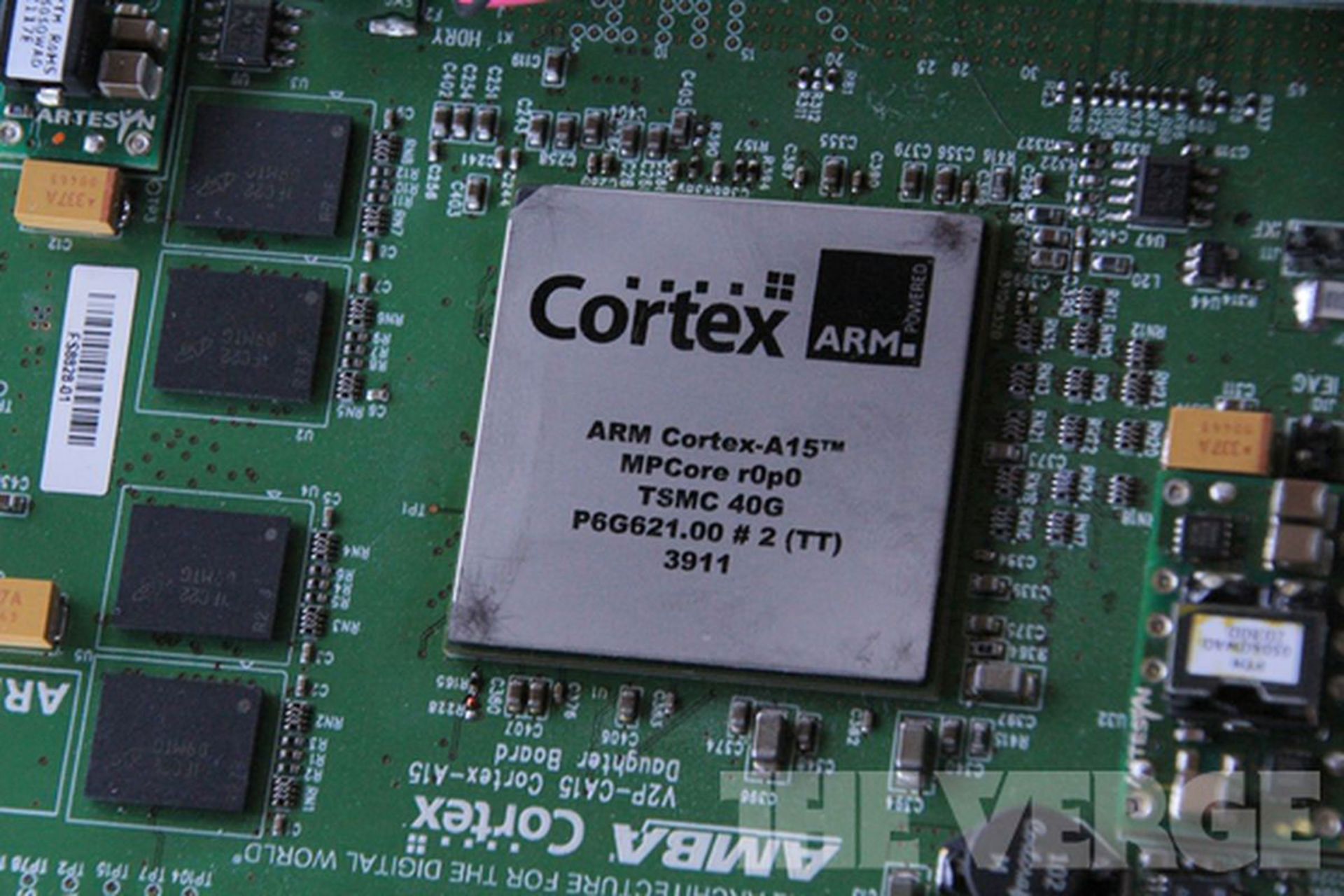 cortex