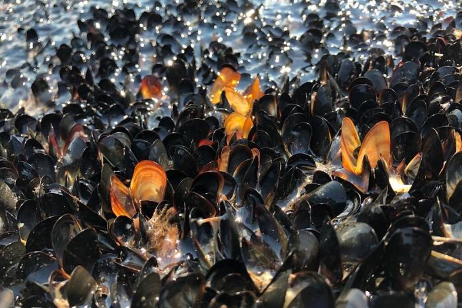 مرگ صدف ها بر اثر امواج گرمایی در کانادا