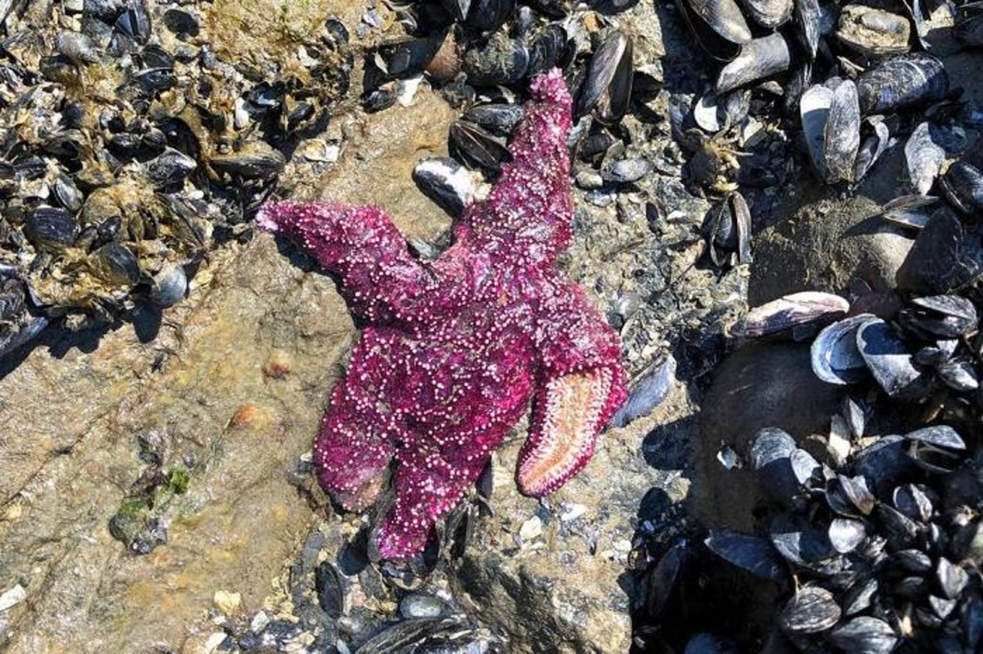 ستاره دریایی مرده بر اثر گرما