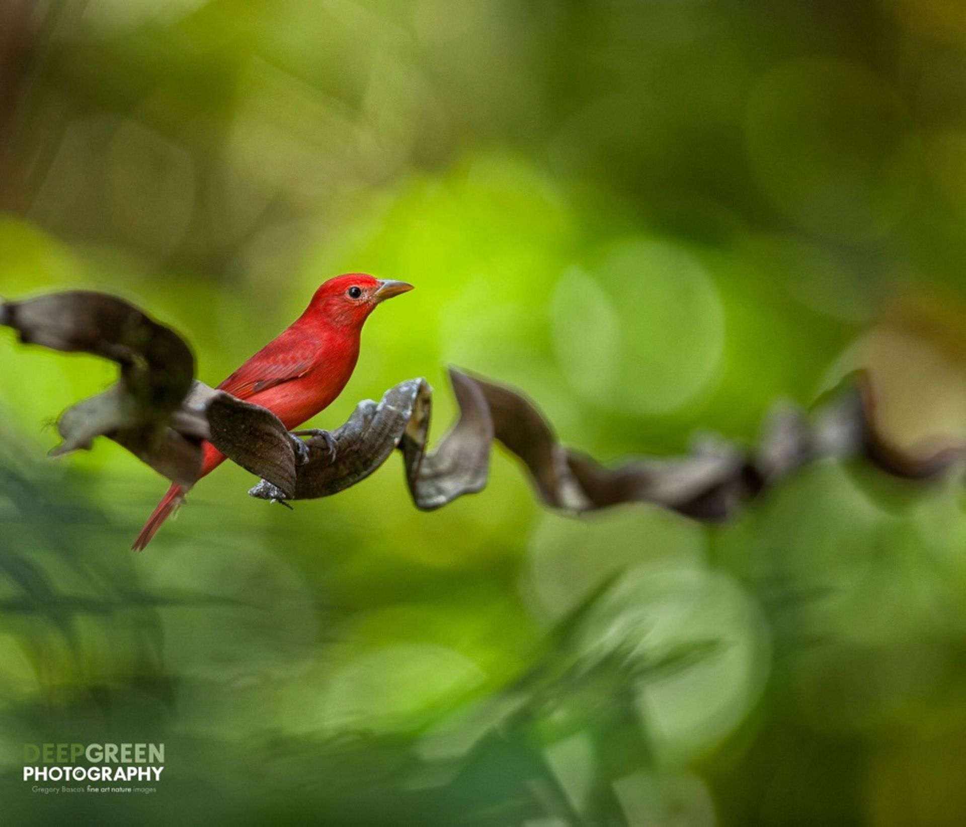 نکات عکاسی از طبیعت / رنگ‌ها