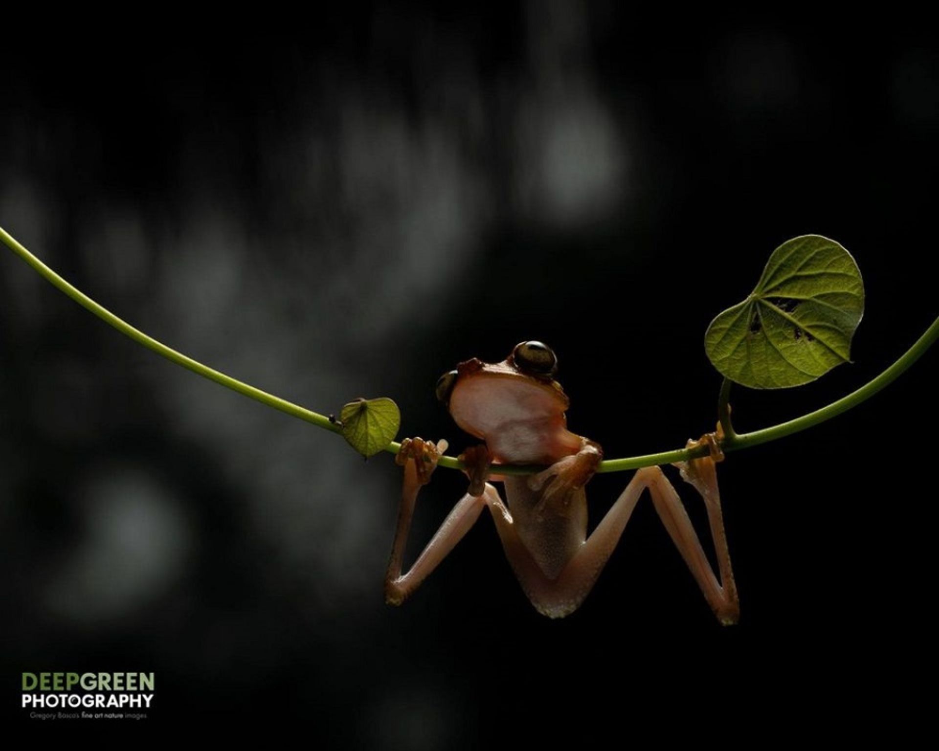 نکات عکاسی از طبیعت / فلش