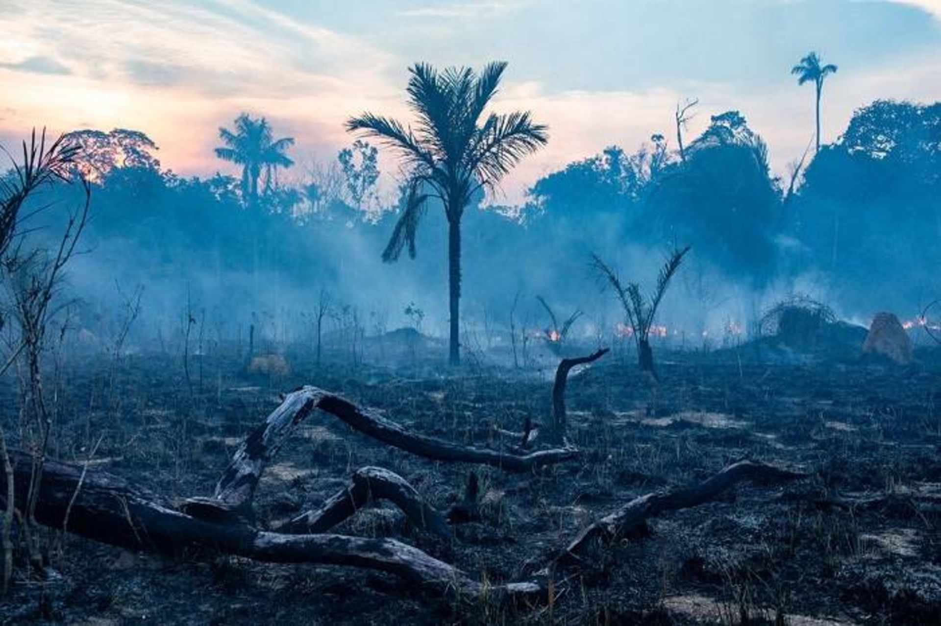 سوزاندن جنگل‌ ها در ایالت ماتو گروسو برزیل