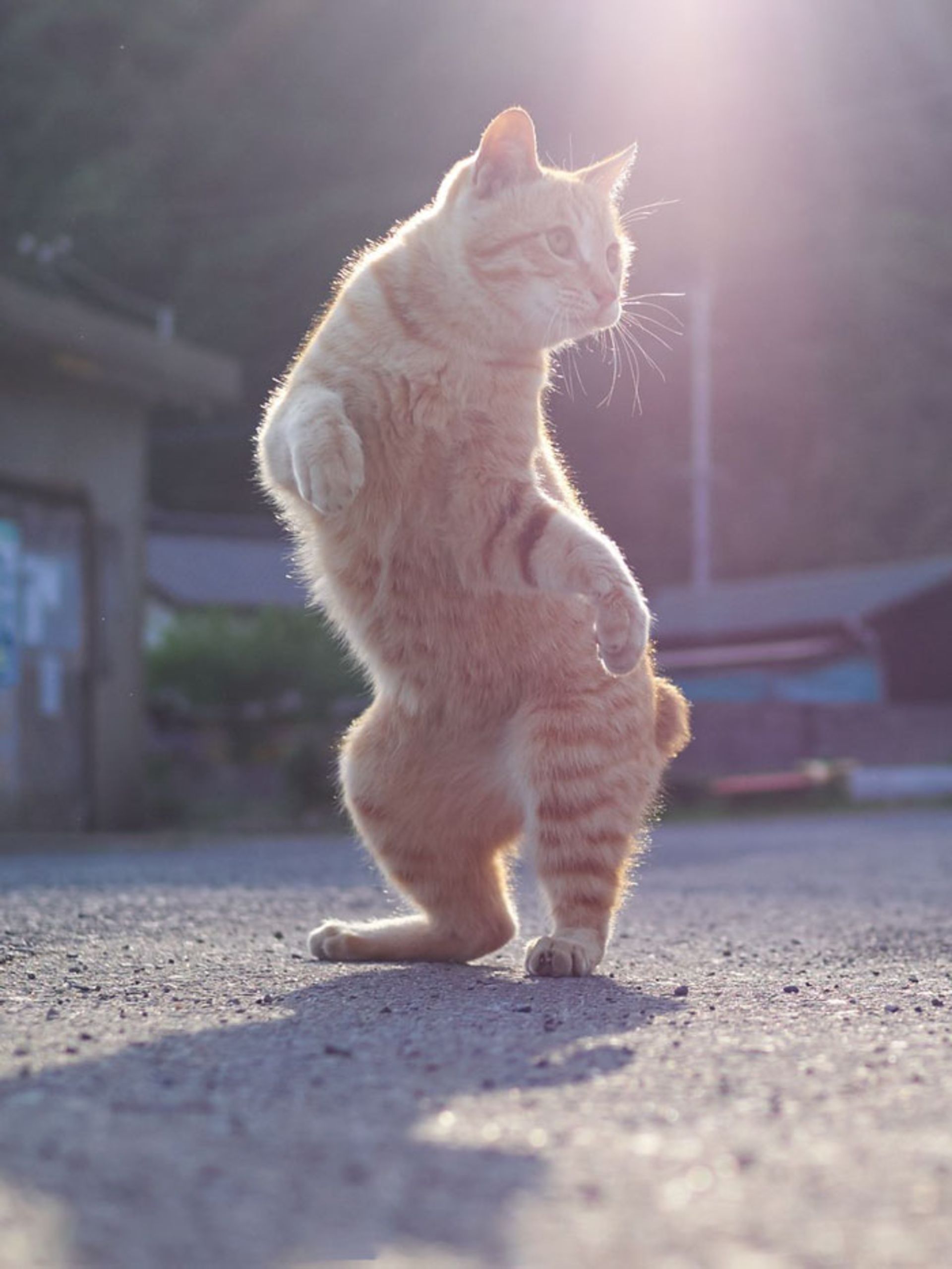 رقص گربه / زبان بدن گربه‌ها