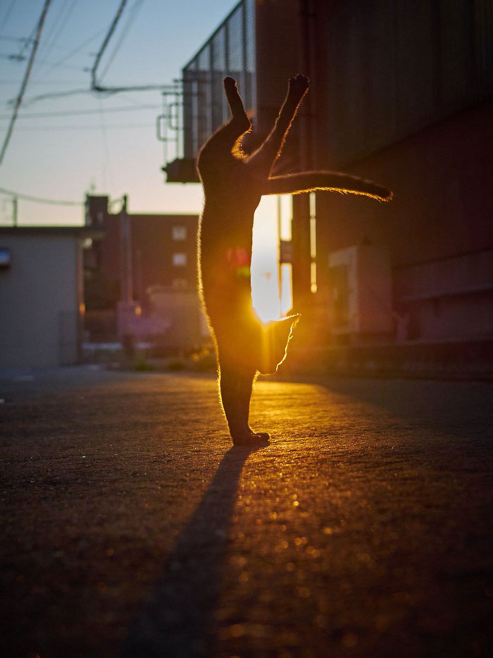 رقص گربه / زبان بدن گربه‌ها