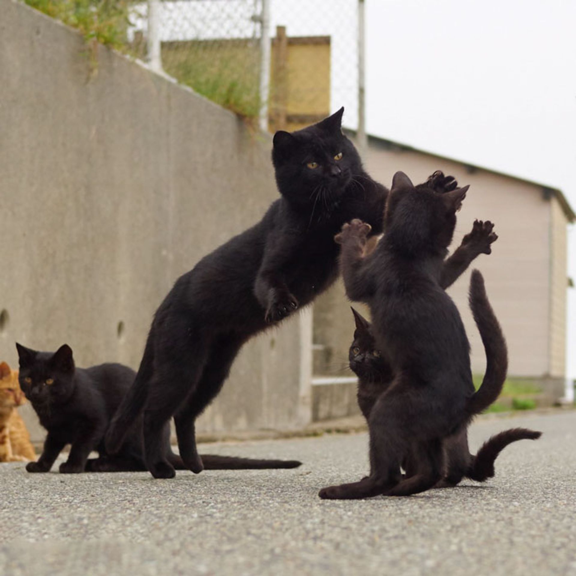 رقص گربه / زبان بدن گربه‌ها