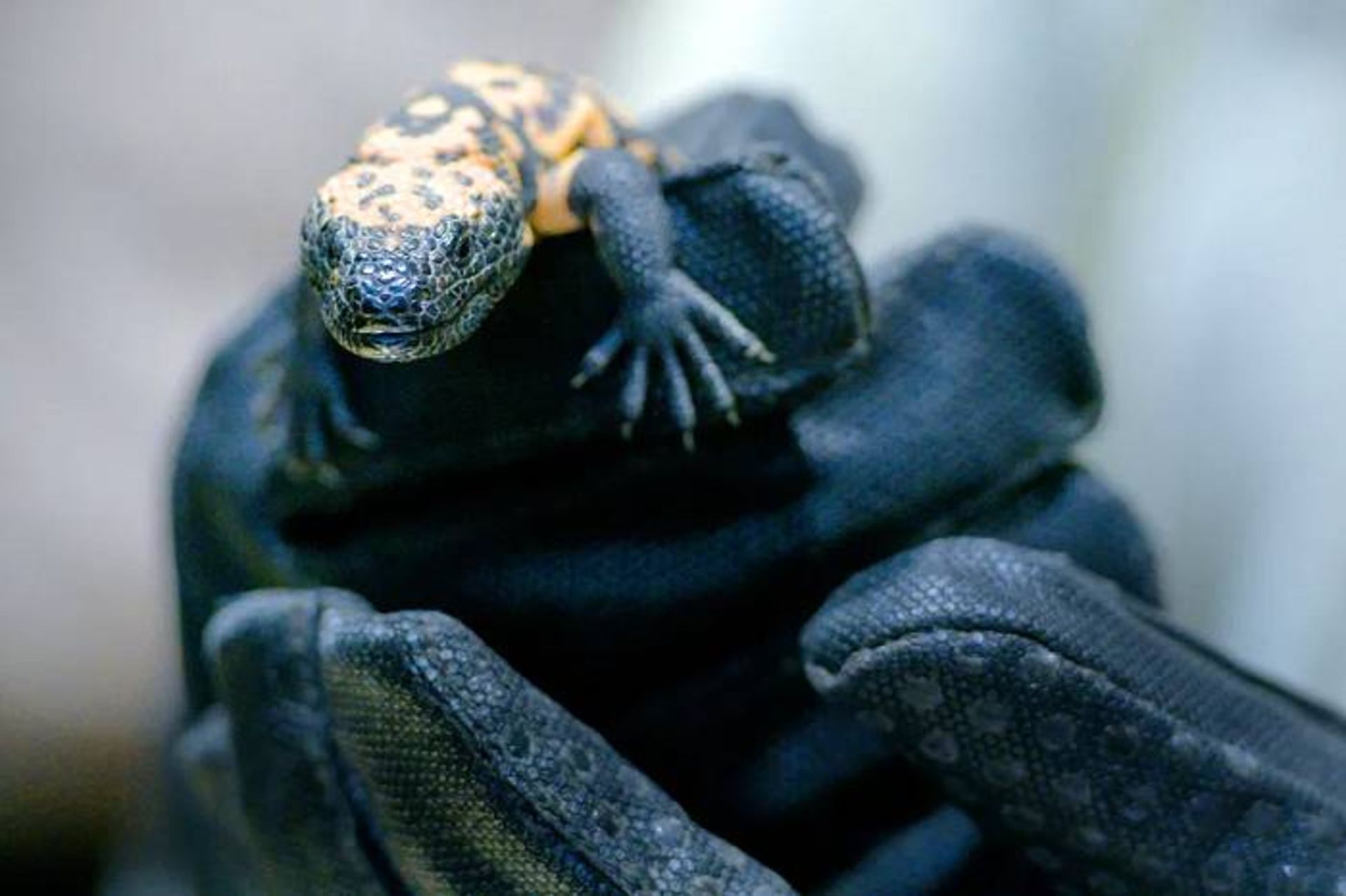 مارمولک هیولای هیلا