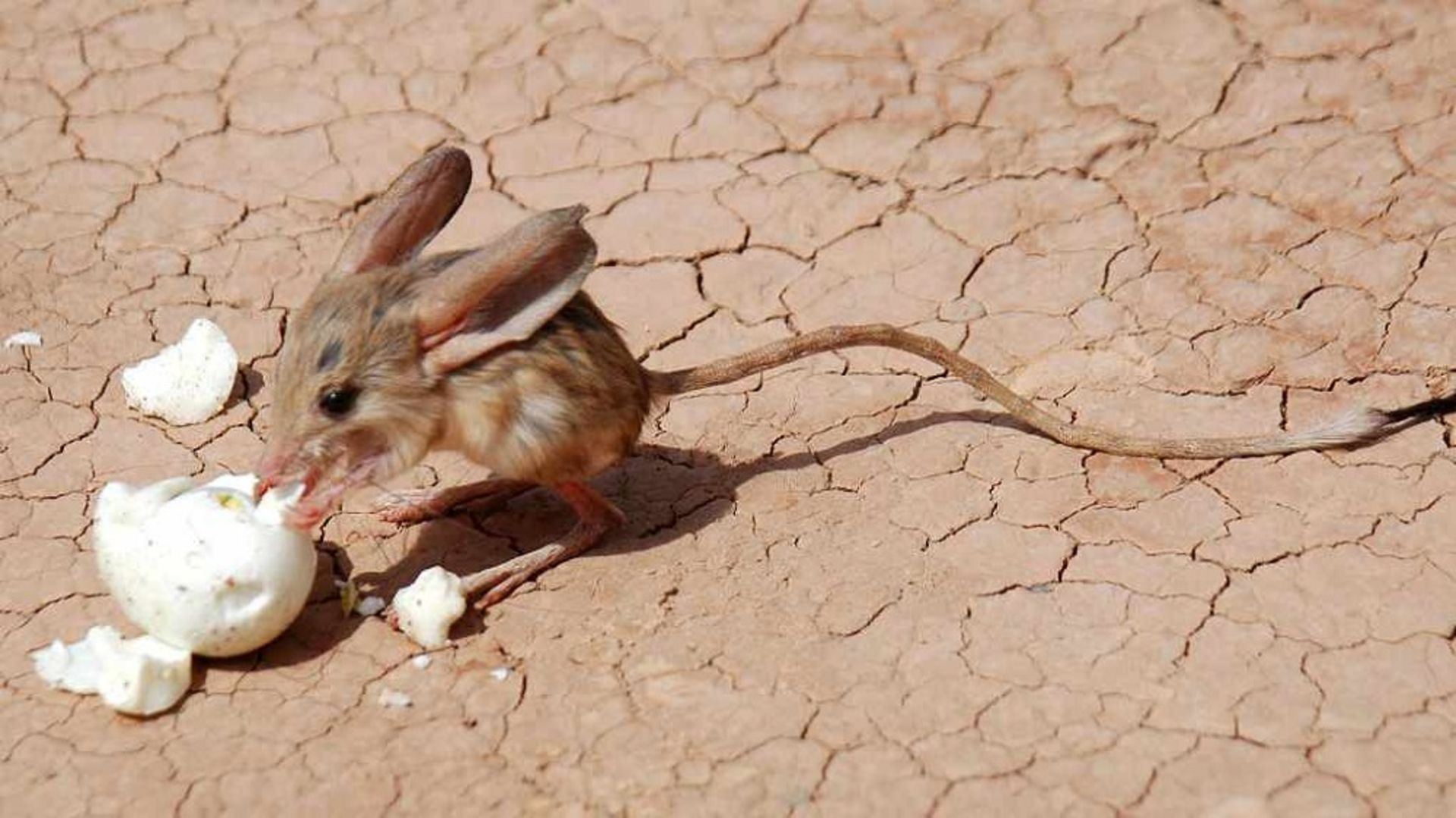 2021-7-gobi-jerboa-638bb519da37f663eb455100