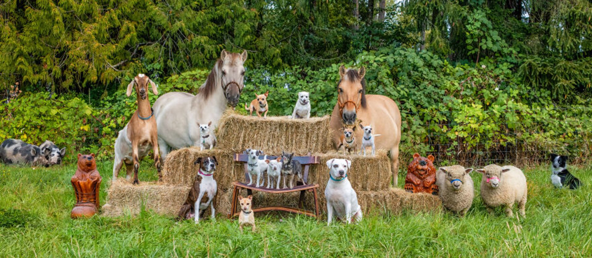 تاشا هال / حیوانات مزرعه / Farmily