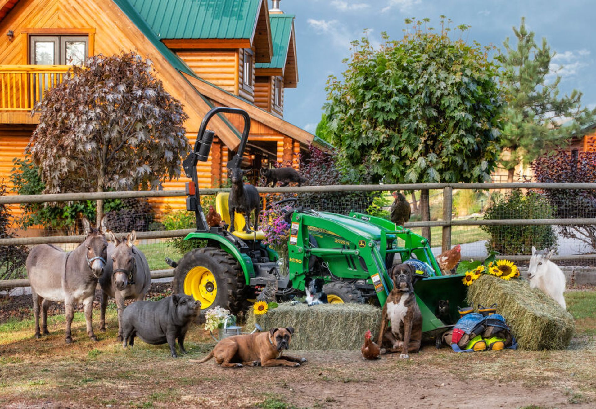 تاشا هال / حیوانات مزرعه / Farmily