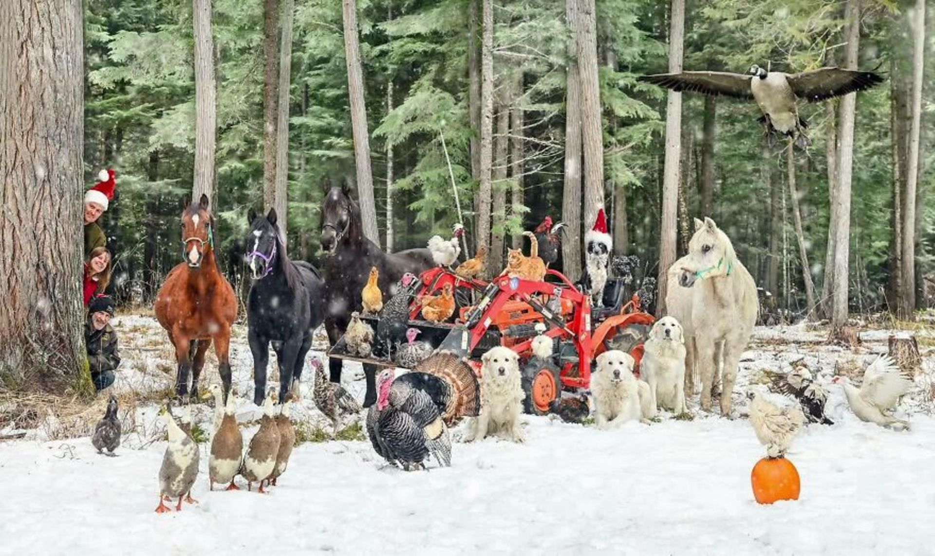 تاشا هال / حیوانات مزرعه / Farmily