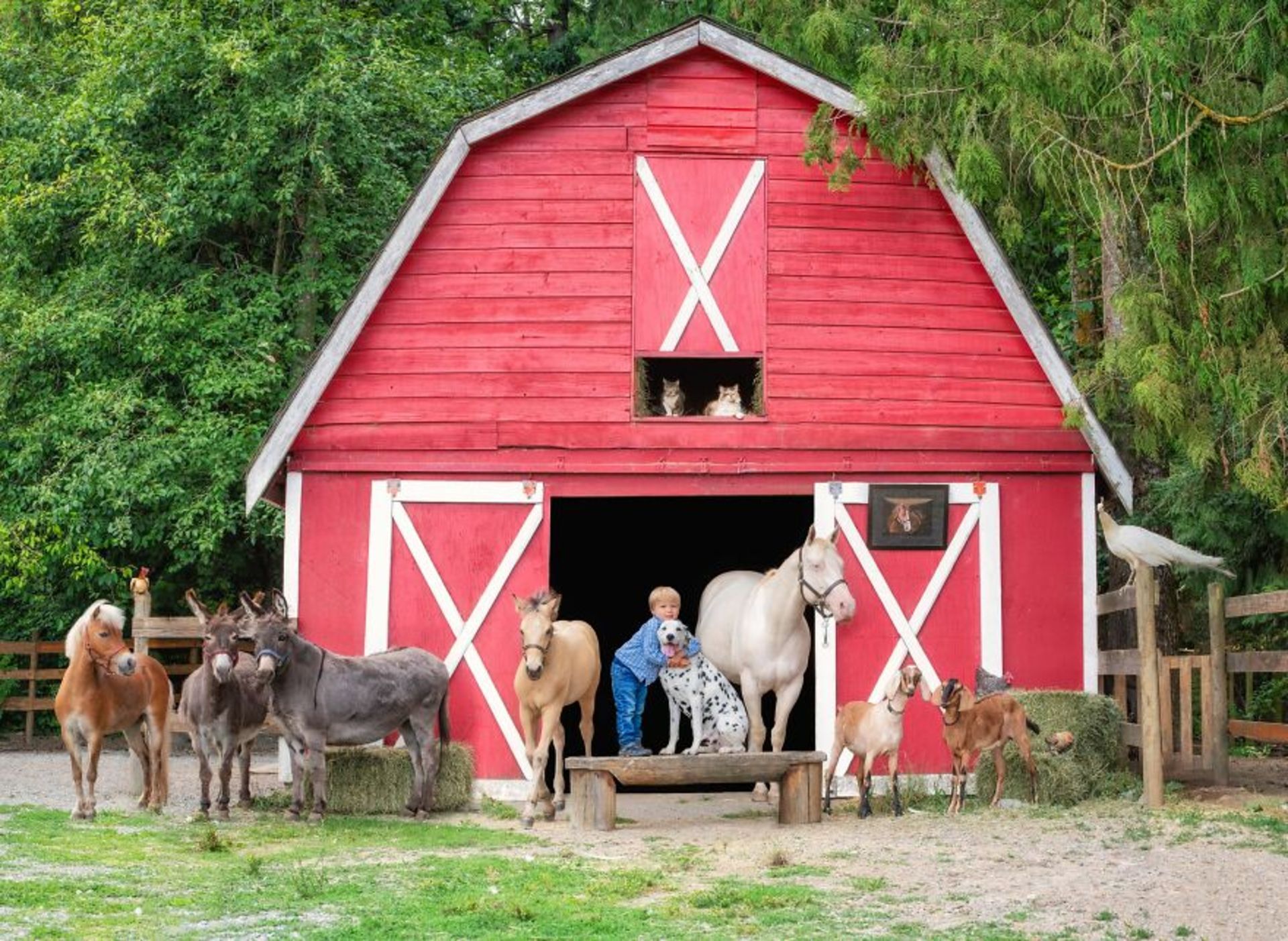 تاشا هال / حیوانات مزرعه / Farmily
