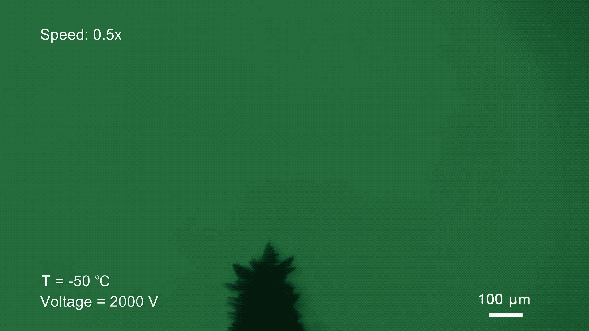 تبلور رشته های یخ روی سوزن تنگستن 